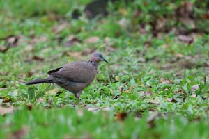 珠頸斑鳩