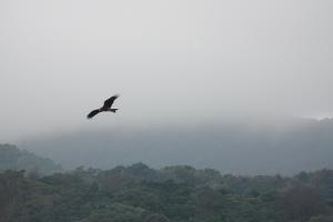 Formosan Black-eared Kite