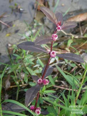 蝦鉗菜 (蓮子草 )