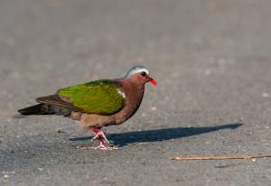 翠翼鳩