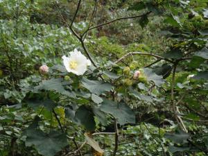 山芙蓉