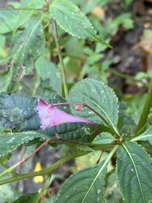 棣慕華鳳仙花