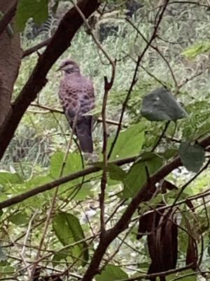 金背鳩(台灣亞種)