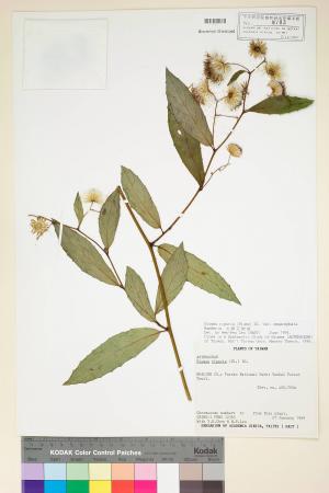 Blumea riparia (Blume) DC. var. megacephala Randeria_標本_BRCM 4905