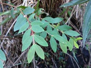 雙花金絲桃