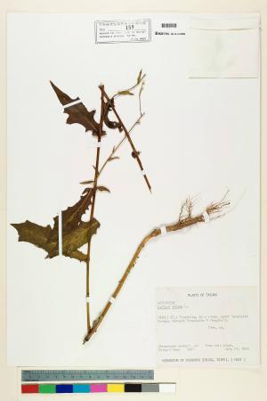 Lactuca formosana Maxim._標本_BRCM 6404