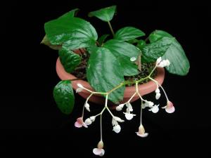 Begonia longa C.I Peng & W.C.Leong