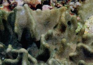 巴塔葉形軟珊瑚
