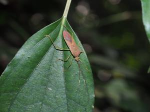 刺副黛緣蝽