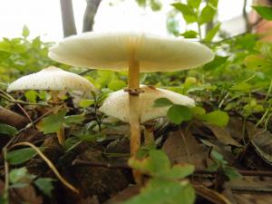 Leucocoprinus meleagris(珠雞斑白鬼傘)