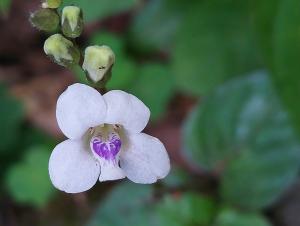 小花寬葉馬偕花