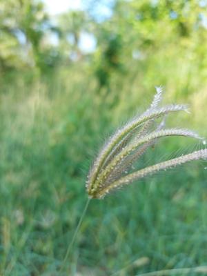 虎尾草、刺虎尾草、孟仁草