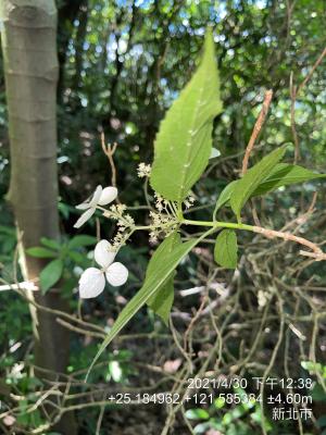 華八仙(華南分布)