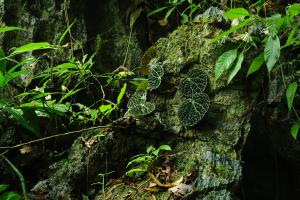 Begonia nahangensis Aver. & H.Q.Nguyen