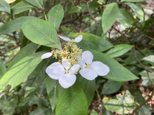 華八仙(華南分布)