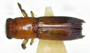 Crossotarsus externedentatus (Fairmaire, 1849) 外齒截尾長小蠹