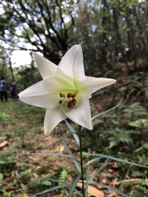 臺灣百合