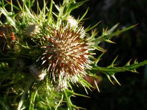 阿里山薊