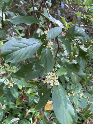 臺灣山桂花