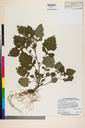 Dichrocephala integrifolia (L. f.) Kuntze_標本_BRCM 7483