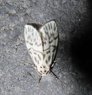 花蓮袍苔蛾原名亞種