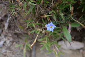 阿里山龍膽