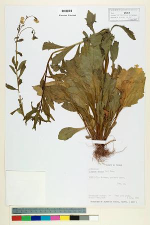 Erigeron annuus (L.) Pers._標本_BRCM 5039