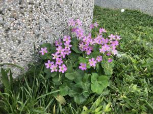 紅花酢漿草 (紫花酢漿草)