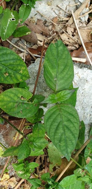 小花寬葉馬偕花