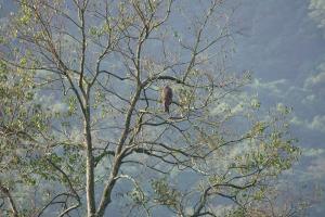 Formosan Black-eared Kite