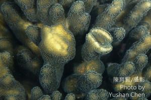 袋腹珊隱蟹在萼柱珊瑚上的癭