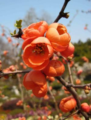 貼梗海棠 Chaenomeles lagenaria