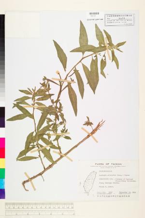 Ludwigia octovalvis (Jacq.) Raven_標本_BRCM 3583