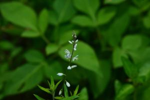 圓錐花遠志