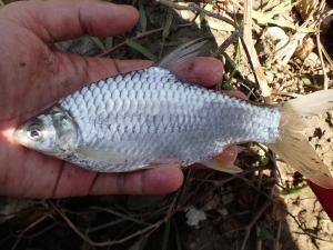 黃鰭武昌魚