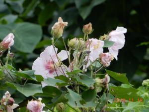 牧野氏山芙蓉