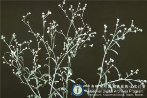 Parthenium hysterophorus L._BRCM 6137