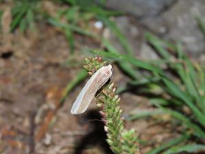 雙分苔蛾