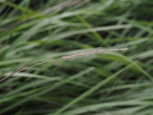 白茅 (茅針 茅根 茅草)