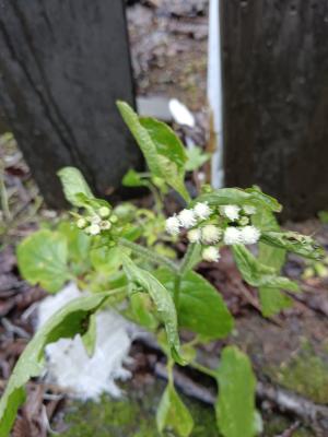 勝紅薊 (藿香薊)