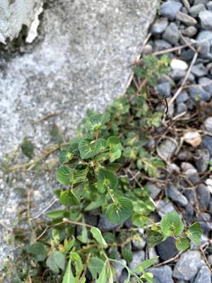 鐵莧菜 朴草