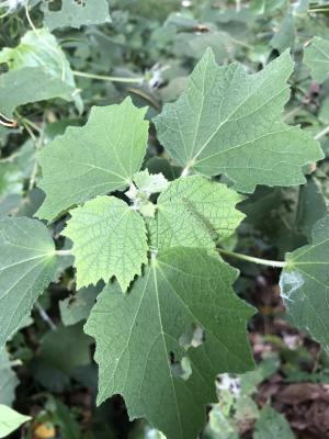 地桃花 (肖梵天花)