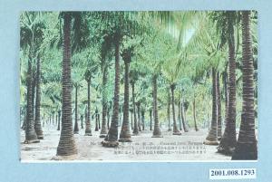 臺北生蕃屋本店印製發行茂密的椰子林