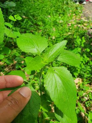 勝紅薊 (藿香薊)