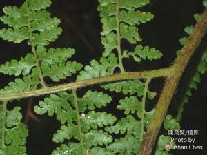 華南鱗蓋蕨