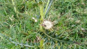 阿里山薊