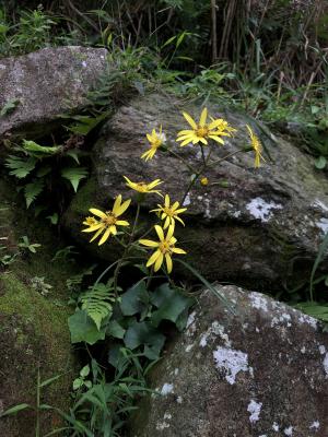 臺灣山菊