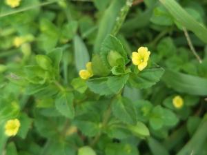 黃花過長沙舅