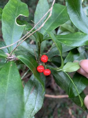 深紅茵芋