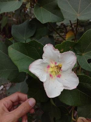 牧野氏山芙蓉